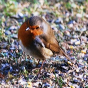 Le rouge gorge, photo 13