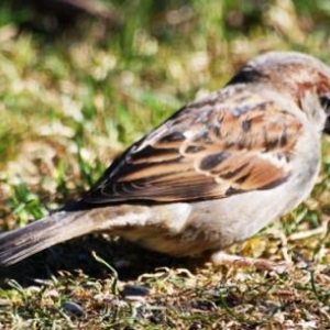 moineau 21
