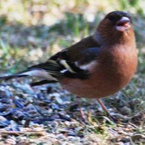 Le pinson photo 53