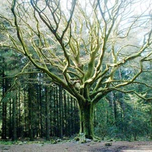 En forêt... (Récit fantastique)