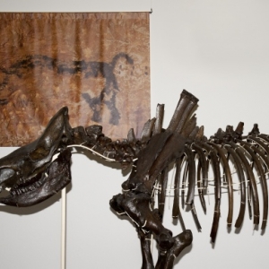 Exposition LASCAUX :