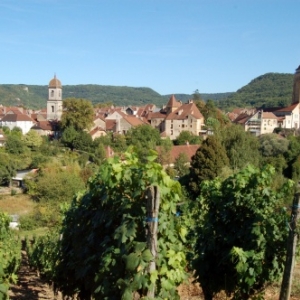 Vignoble