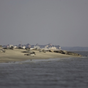 Baie de Somme