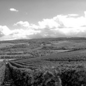 vignoble