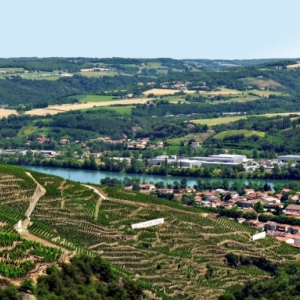 Vienne, vignoble