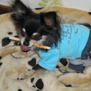 leo le chihuahua de jacqueline de enghien