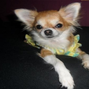 Kendra ,le chihuahua de nathalie de Ougree