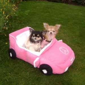 H'Dora et jade ,les chihuahuas de sylvie huques 