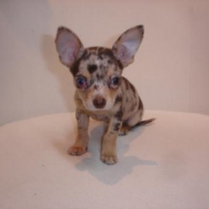 vini petit chihuahua merle chocolat pose pour le book de lola!