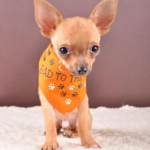 cortex ,le chihuahua de christine et luc "art phot"