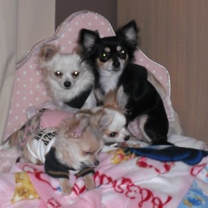 toute la famille dans le lit louisdog