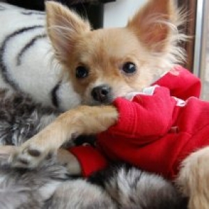 caramel ,le petit chihuahua de Guylaine dehez