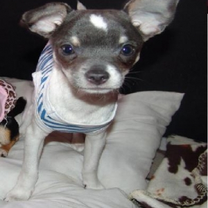 Tyron ,le chihuahua de nathalie de Ougree