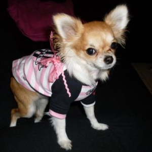 Kendra ,le chihuahua de nathalie salvatore de liege