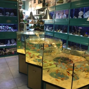 Poissons Exotiques d'eau douce