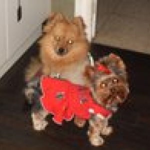 Bongo et kenzo