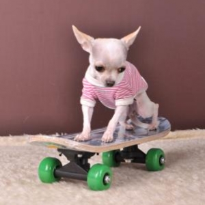 Pepita de christine et luc - photographes art et phot
