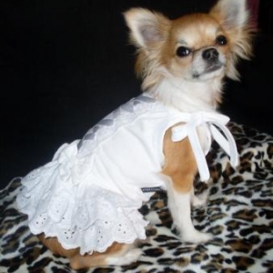 kendra ,le chihuahua de nathalie salvatore de liege