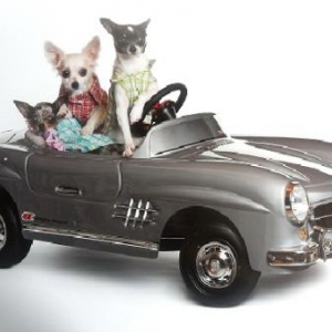 les petits chihuahua de nathalie de Ougree