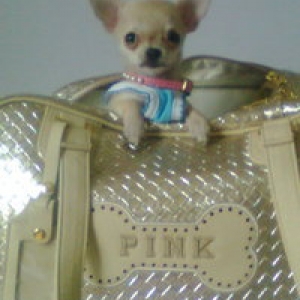 brenda dans son sac et sa jolie petite robe