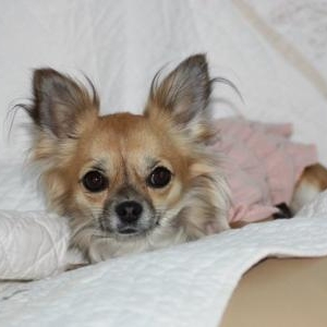 Lily en Louisdog