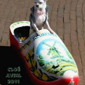 cloe la petite femelle chihuahua de Francoise et Alain de Gembloux