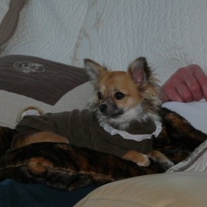 lila vous presente le t-shirt louisdog