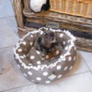 chiwa adore le panier petits pois