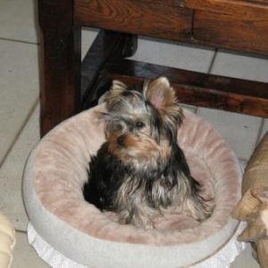 maya dans son panier louisdog