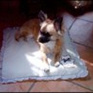 Bounty apprécie son coussin rafraichissant