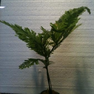 plantes aquatiques et décors d'aquarium