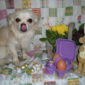 Nahory le chihuahua de Christelle Robaert