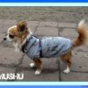 muschu sweet puppyangel