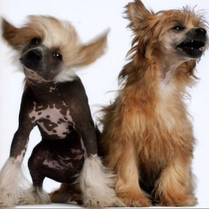 Jack et Jet seth