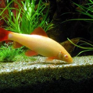 Nettoyeur de plantes - Labeo frenatus albinos  5 euros