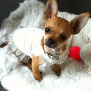 louna avec sa jolie robe louisdog