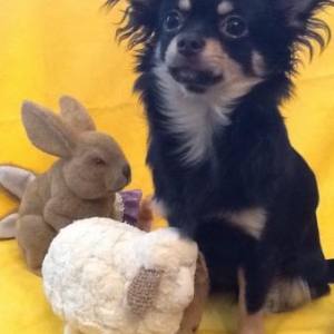 chipy ,le chihuahua de cecile goncalves