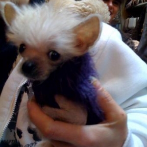 chiot chien nu avec son petit pull zazu