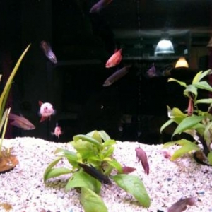 Poissons Exotiques d'eau douce