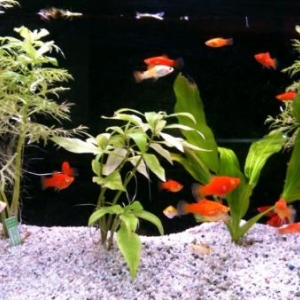 platy