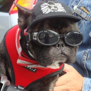 le bouledogue francais de Guy et Marie de Luxembourg