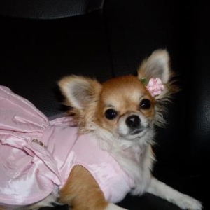 kendra - le chihuahua de nathalie salvatore de Liege