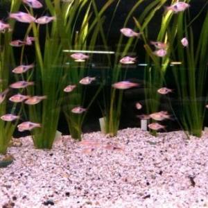 Poissons Exotiques d'eau douce