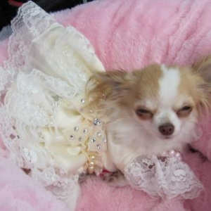 Lola ,le chihuahua de christelle theys de Sambreville