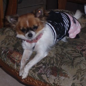 tia en puppyangel et collier reation de Mireille