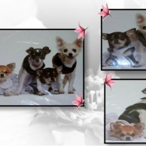 la petite famille de nathalie 
