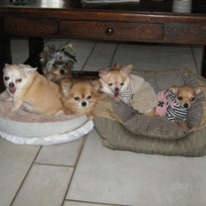 babette,cortes,lilas,maya,lily belle petite famille