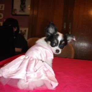 Lexie ,la petite chihuahua de veronique