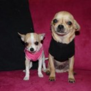 Tekila et Hercule ,les petits chihuahua de Corinne Lapaille de Montignies sur Sambre