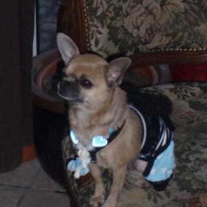 nola dans sa salopette puppyangel collier assorti